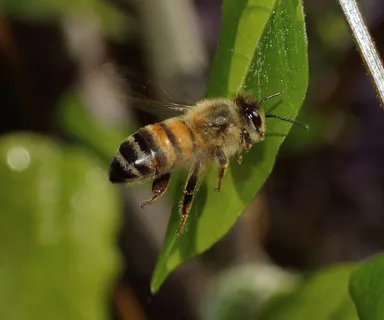 蜜蜂,Mellifera,自然,昆虫,蜜蜂,飞行 蜜蜂,Mellifera,自然,昆虫,蜜蜂,飞行