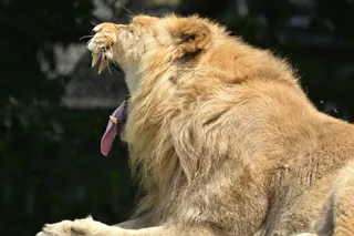 狮子，动物，哺乳动物，捕食者，猫的