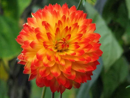 大丽花,花,橙色,黄色,开花,盛开,盛开 大丽花,花,橙色,黄色,开花,盛开,盛开