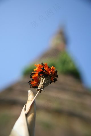 花的，植物，自然，开花，花瓣