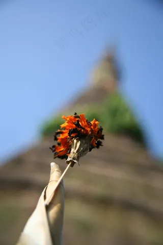 花的，植物，自然，开花，花瓣