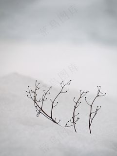 雪，白，沉默，宁静，分支机构，冬天