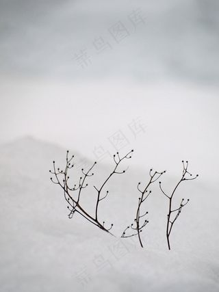 雪，白，沉默，宁静，分支机构，冬天