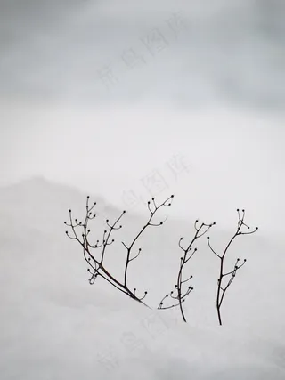 雪，白，沉默，宁静，分支机构，冬天