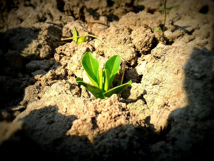 植物，土壤，幼树，幼苗，生长，生长，绿色