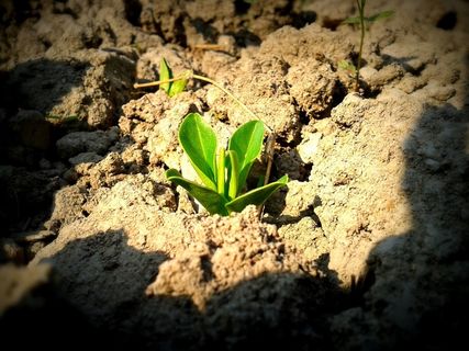 植物，土壤，幼树，幼苗，生长，生长，绿色