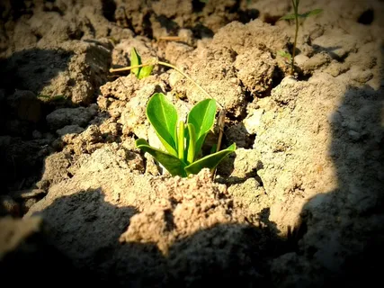 植物，土壤，幼树，幼苗，生长，生长，绿色