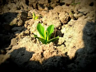 植物，土壤，幼树，幼苗，生长，生长，绿色