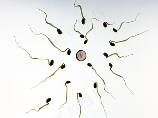 精子，受精，怀孕，发育，生活，艺术