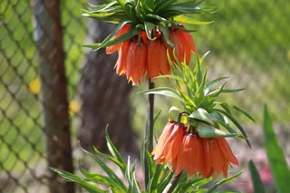 植物，花，红色，自然，开花，盛开