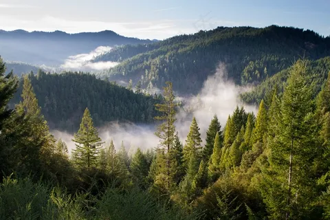 山,树木,雾,自然,景观,森林,意见 山,树木,雾,自然,景观,森林,意见