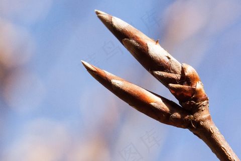 芽，春天，Frühlingsanfang，花序，山毛榉