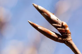 芽，春天，Frühlingsanfang，花序，山毛榉