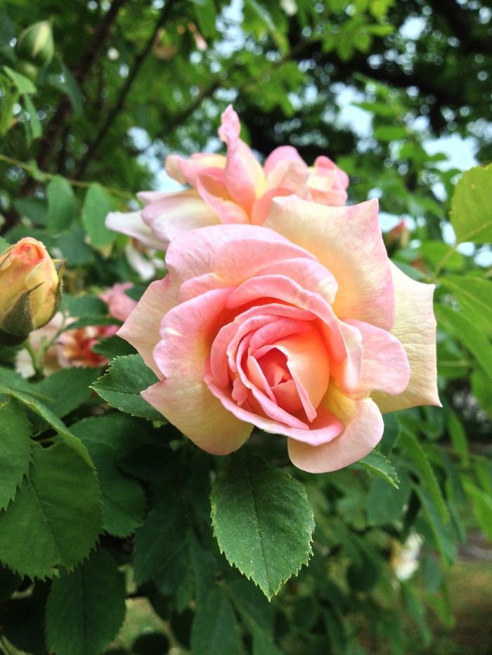 鲜花，生日，玫瑰