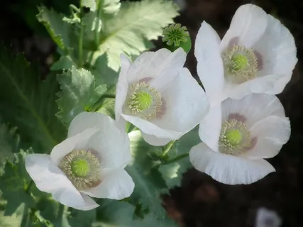 麦克，鲜花，场花，白，花