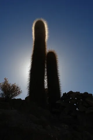 乌尤尼盐沼，鱼岛，盐，仙人掌，假期，高度