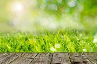 背景，绿色，园艺，春天，木，草，农场