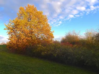 景观，天空，云团，秋，秋天，叶子，多彩