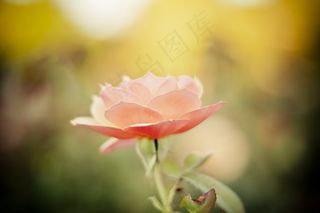 玫瑰，花瓣，玫瑰花瓣，花，盛开，自然