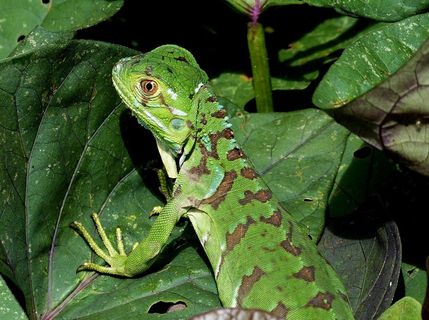 蜥蜴，爬行动物，绿色，热带，雨林，热带