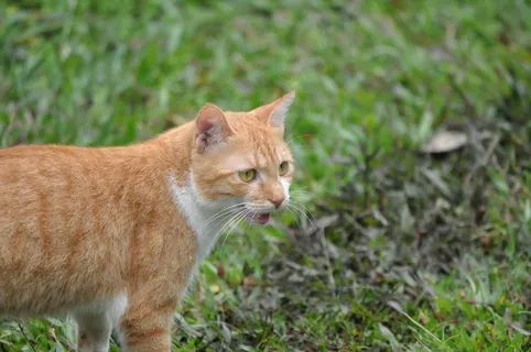 宠物,猫,猫咪亚,侧面,凝胶评论,可爱 宠物,猫,猫咪亚,侧面,凝胶评论,可爱