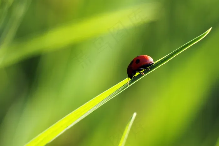 瓢虫，瓢虫，自然，昆虫，春天，Bug，夏天