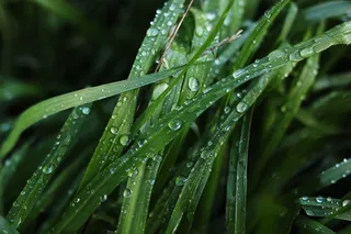 草，绿色，水，关闭，自然，夏天，自然