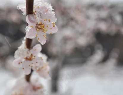杏,鲜花,盛开,枝杈,开花,花瓣,新鲜 杏,鲜花,盛开,枝杈,开花,花瓣,新鲜