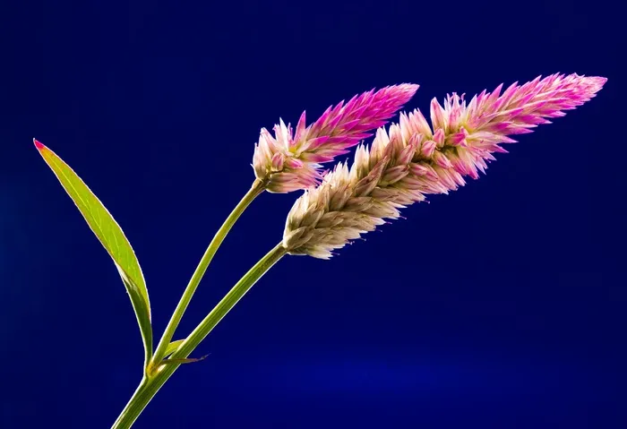 开花，花，野花，关闭