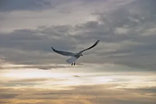 海鸥，鸟，飞，自由，天空，动物，和谐