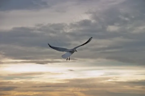 海鸥,鸟,飞,自由,天空,动物,和谐 海鸥,鸟,飞,自由,天空,动物,和谐