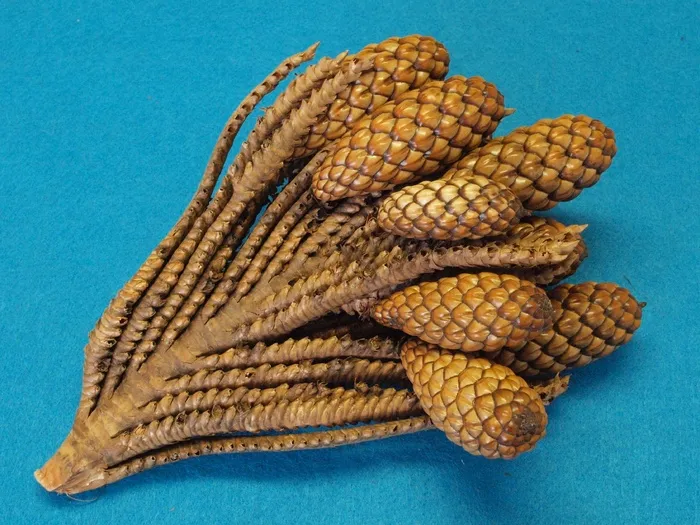 Thika Nut-Twig，Raphia Farinifera，Raffia Palm，Tap