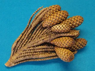 Thika Nut-Twig，Raphia Farinifera，Raffia Palm，Tap