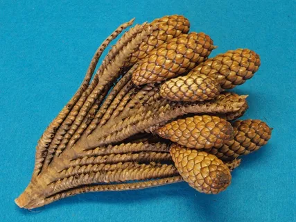 Thika Nut-Twig,Raphia Farinifera,Raffia Palm,Tap Thika Nut-Twig,Raphia Farinifera,Raffia Palm,Tap