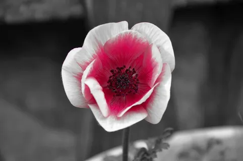 风花，红色，花