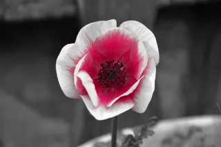 风花，红色，花