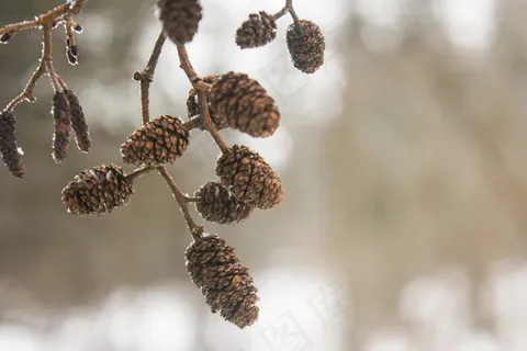 橡子，枝杈，嫩枝，性质，树，森林，场，径