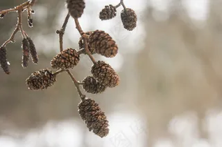 橡子，枝杈，嫩枝，性质，树，森林，场，径