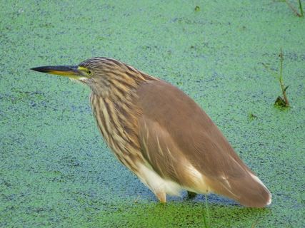鸟，自然，鸟类矢量，自然矢量，野生动物