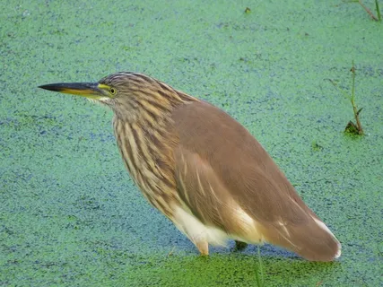 鸟，自然，鸟类矢量，自然矢量，野生动物