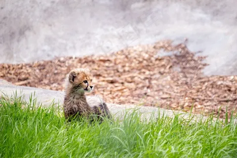 猫，猎豹，猎豹幼崽，野生动物，动物，景点