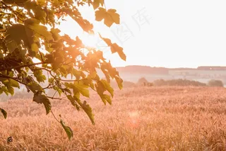 壁纸，日出，秋天，收获，谷物，天空，雾