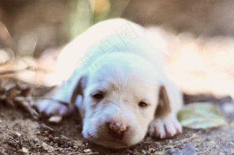 小狗,拉不拉多猎犬,拉布拉多犬,威玛猎犬,中华田园犬,小狗睡在路径上