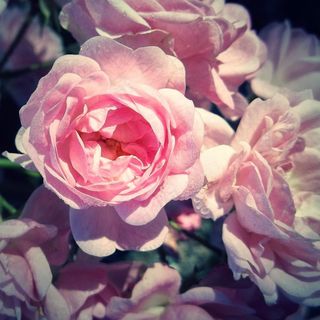 玫瑰，花，粉红色，开花，性质，植物