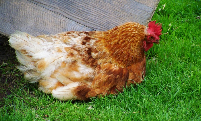 棕色和白色母鸡，有翼的动物，放松