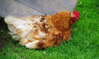 棕色和白色母鸡，有翼的动物，放松