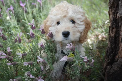 小狗，狗，可爱，宠物，动物，犬，白，可爱