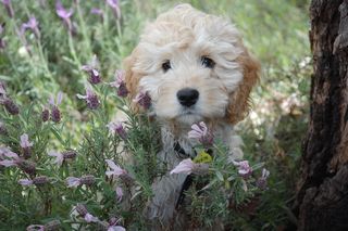 小狗，狗，可爱，宠物，动物，犬，白，可爱