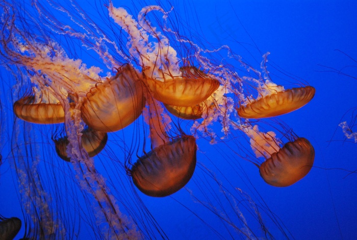 海，海洋生物，鱼，ing，水族馆，果冻鱼