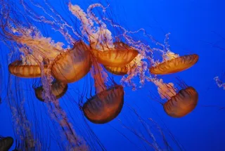 海，海洋生物，鱼，ing，水族馆，果冻鱼